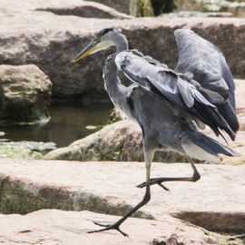 Graureiher in der Fischkinderstube